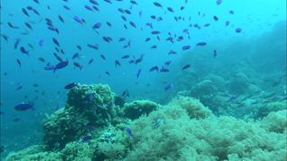 3D紀行XIV セブ島 FISH TANK