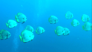 3D紀行XIV セブ島 FISH TANK