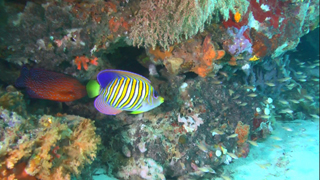 3D紀行XIV セブ島 FISH TANK