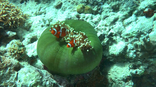 3D紀行XIV セブ島 FISH TANK