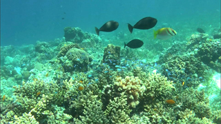 3D紀行XIV セブ島 FISH TANK