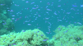 3D紀行XIV セブ島 FISH TANK