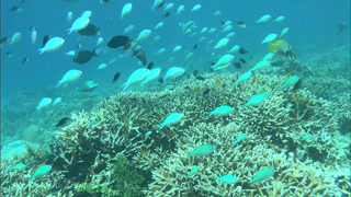 3D紀行XIV セブ島 FISH TANK