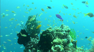 3D紀行XIV セブ島 FISH TANK