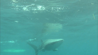 3D紀行XIV セブ島 FISH TANK