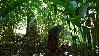 南インド ケララ州～スパイスとアーユルヴェーダの故郷を行く～