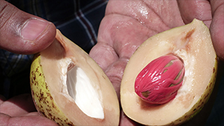 南インド ケララ州～スパイスとアーユルヴェーダの故郷を行く～