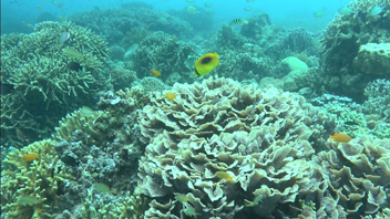 3D紀行XIV セブ島 FISH TANK