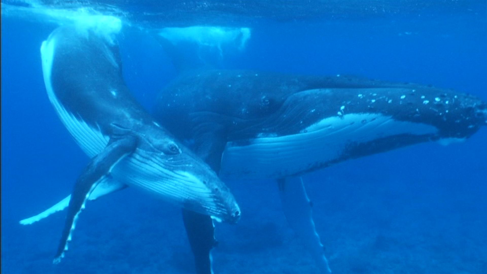 3D紀行Ⅴ　タヒチ 親子クジラと泳ぐ旅