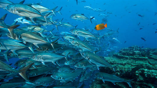 オーシャンズ～海に生きる生命たち～