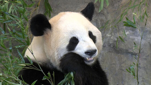 おいでよ和歌山 <br>パンダ！絶景！グルメの旅　白浜～串本篇