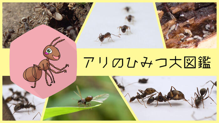 アリのひみつ大図鑑
