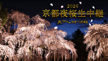 京都夜桜生中継2026 天下人ゆかりの桜