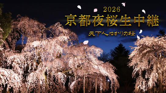 京都夜桜生中継2026 天下人ゆかりの桜
