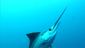 メキシコ ユカタン半島紀行　バショウカジキとマヤ文化・遺跡探訪の旅