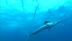 メキシコ ユカタン半島紀行　バショウカジキとマヤ文化・遺跡探訪の旅