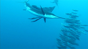 メキシコ ユカタン半島紀行　バショウカジキとマヤ文化・遺跡探訪の旅