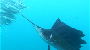 メキシコ ユカタン半島紀行　バショウカジキとマヤ文化・遺跡探訪の旅