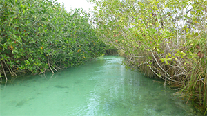 メキシコ ユカタン半島紀行　バショウカジキとマヤ文化・遺跡探訪の旅