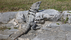 メキシコ ユカタン半島紀行　バショウカジキとマヤ文化・遺跡探訪の旅