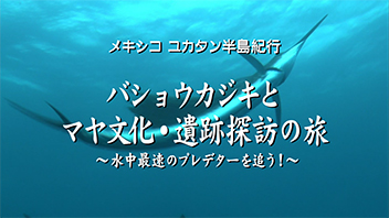 メキシコ ユカタン半島紀行　バショウカジキとマヤ文化・遺跡探訪の旅～水中最速のプレデターを追う！～