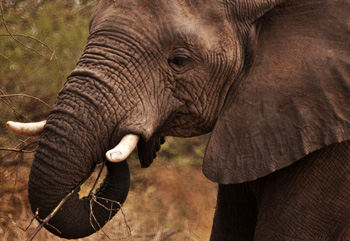 アフリカン・ワイルド　ゾウの旅
