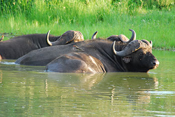 アフリカン・ワイルド　ゾウの旅