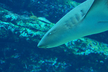 アフリカン・ワイルド　ゾウの旅