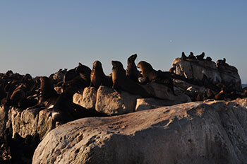 アフリカン・ワイルド　ゾウの旅