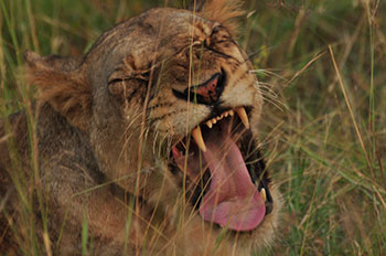 アフリカン・ワイルド　ゾウの旅