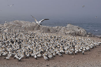 アフリカン・ワイルド　ゾウの旅