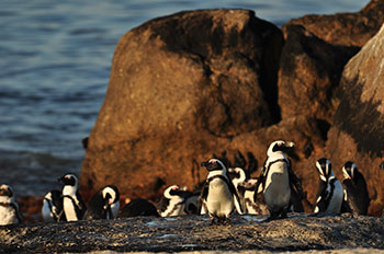 アフリカン・ワイルド　ゾウの旅