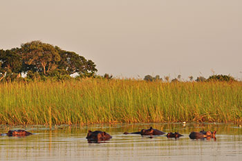 アフリカン・ワイルド　ゾウの旅