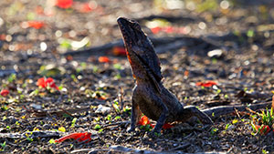 ディスカバリー傑作選　地球ものがたり