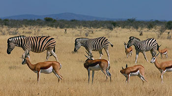 ディスカバリー傑作選　動物なぜなに研究室