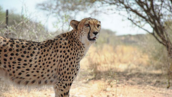 ディスカバリー傑作選　動物なぜなに研究室