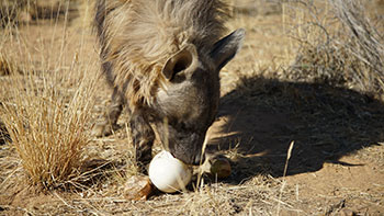 ディスカバリー傑作選　動物なぜなに研究室