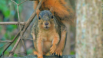 ディスカバリー傑作選　動物なぜなに研究室