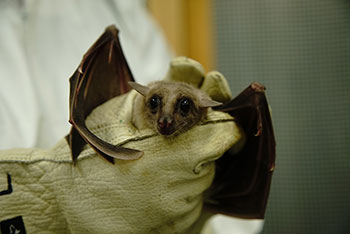 ディスカバリー傑作選　動物なぜなに研究室