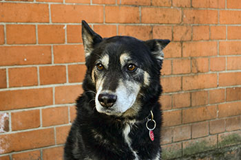 ディスカバリー傑作選　動物なぜなに研究室