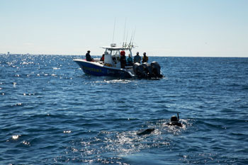 ディスカバリー傑作選　8月月曜はサメ特集！