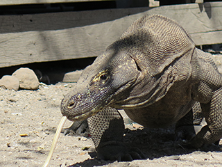 豪華帆船プルナマ号 フローレス海の冒険航海