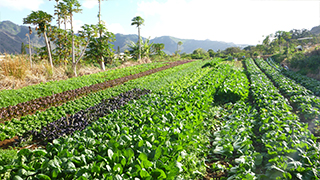 おいしいハワイ　オアフ島