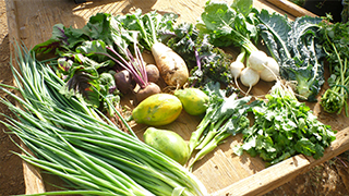おいしいハワイ　オアフ島