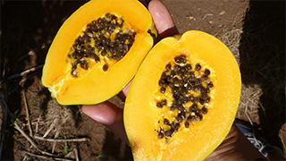 おいしいハワイ　オアフ島