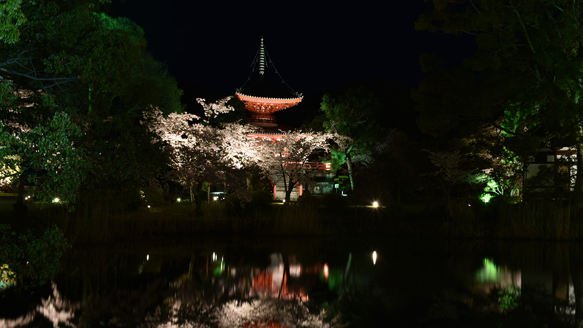 京都夜桜_1