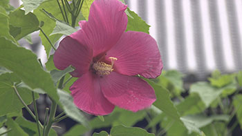 京都浪漫　悠久の物語