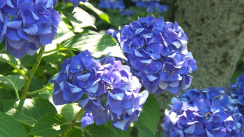 京都浪漫 悠久の物語