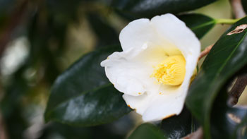 京都浪漫　悠久の物語