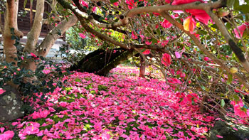 京都浪漫　悠久の物語